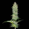 купить семена конопли с доставкой Northern Lights x White Widow feminised