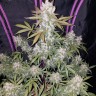 Семена  Auto White Berry feminised Ganja Seeds