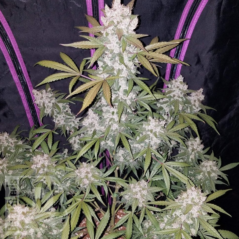 Семена  Auto White Berry feminised Ganja Seeds