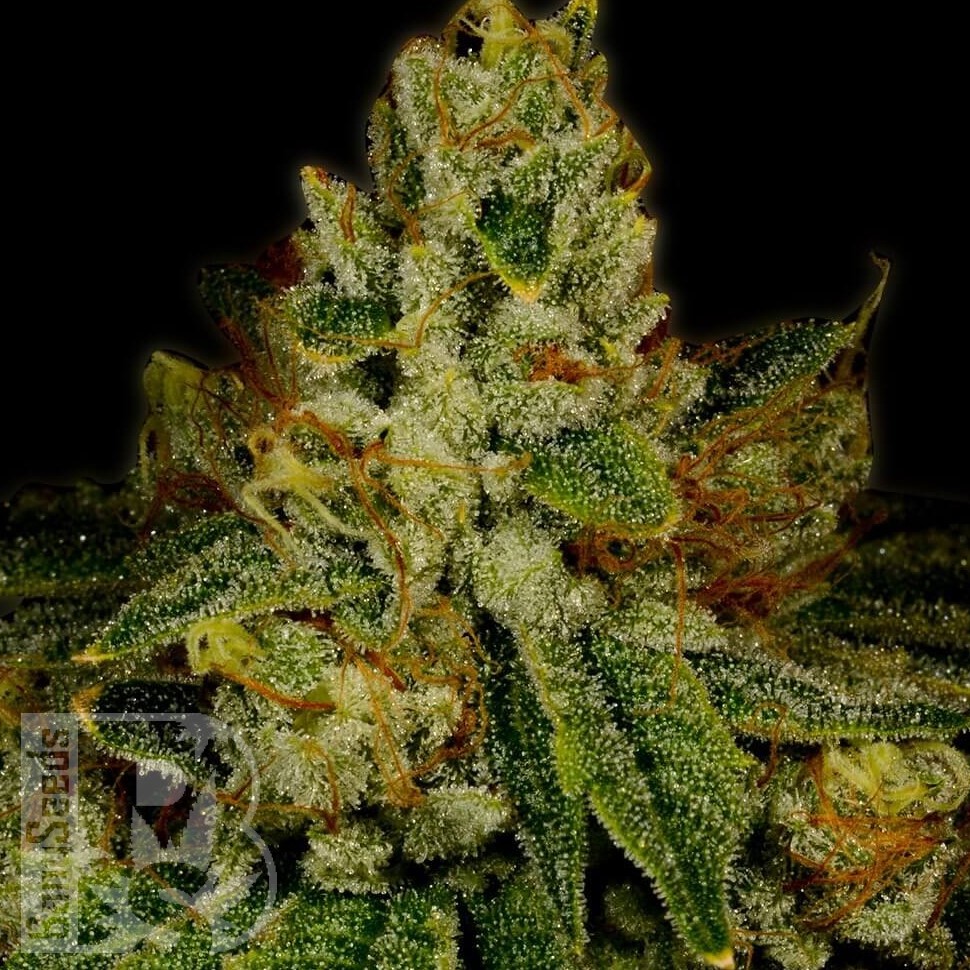 Семена  Auto White Berry feminised Ganja Seeds
