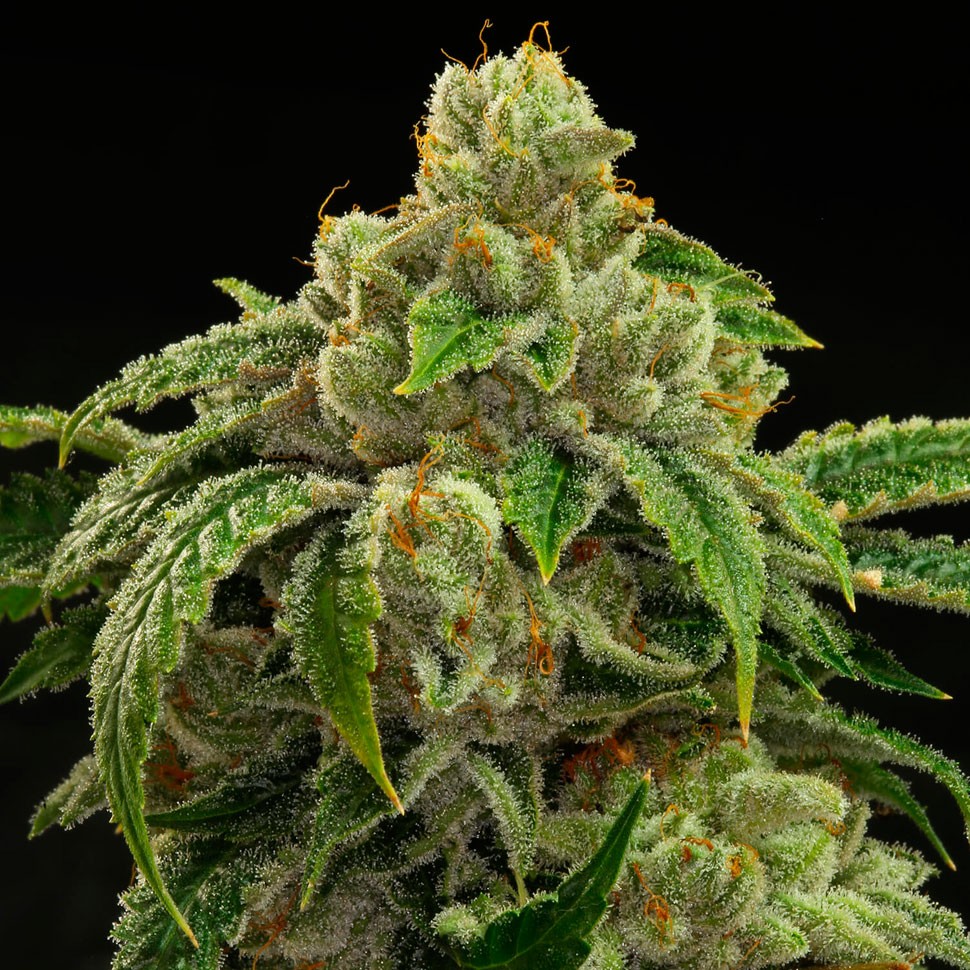 Семена ганжа  Sensi Star feminised Ganja Seeds
