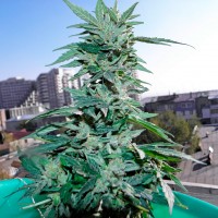 Auto Critical regular Ganja Seeds