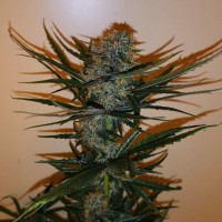 Auto Chronic Ryder feminised Ganja Seeds