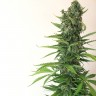 Семена конопли Auto White Goblin feminised Ganja Seeds