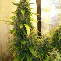 Russian Widow feminised Ganja Seeds
