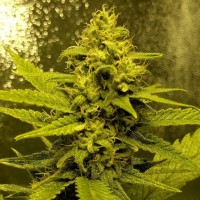 Auto Titan regular Ganja Seeds