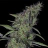 купить семена конопли интернет магазин Auto Sweet Tooth x Somango feminised