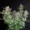 купить автоцветущие семена конопли Auto Dark Devil feminised