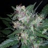 купить семена конопли в фирменной упаковке Auto Dark Devil feminised