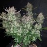 Auto Dark Devil feminised Ganja Seeds