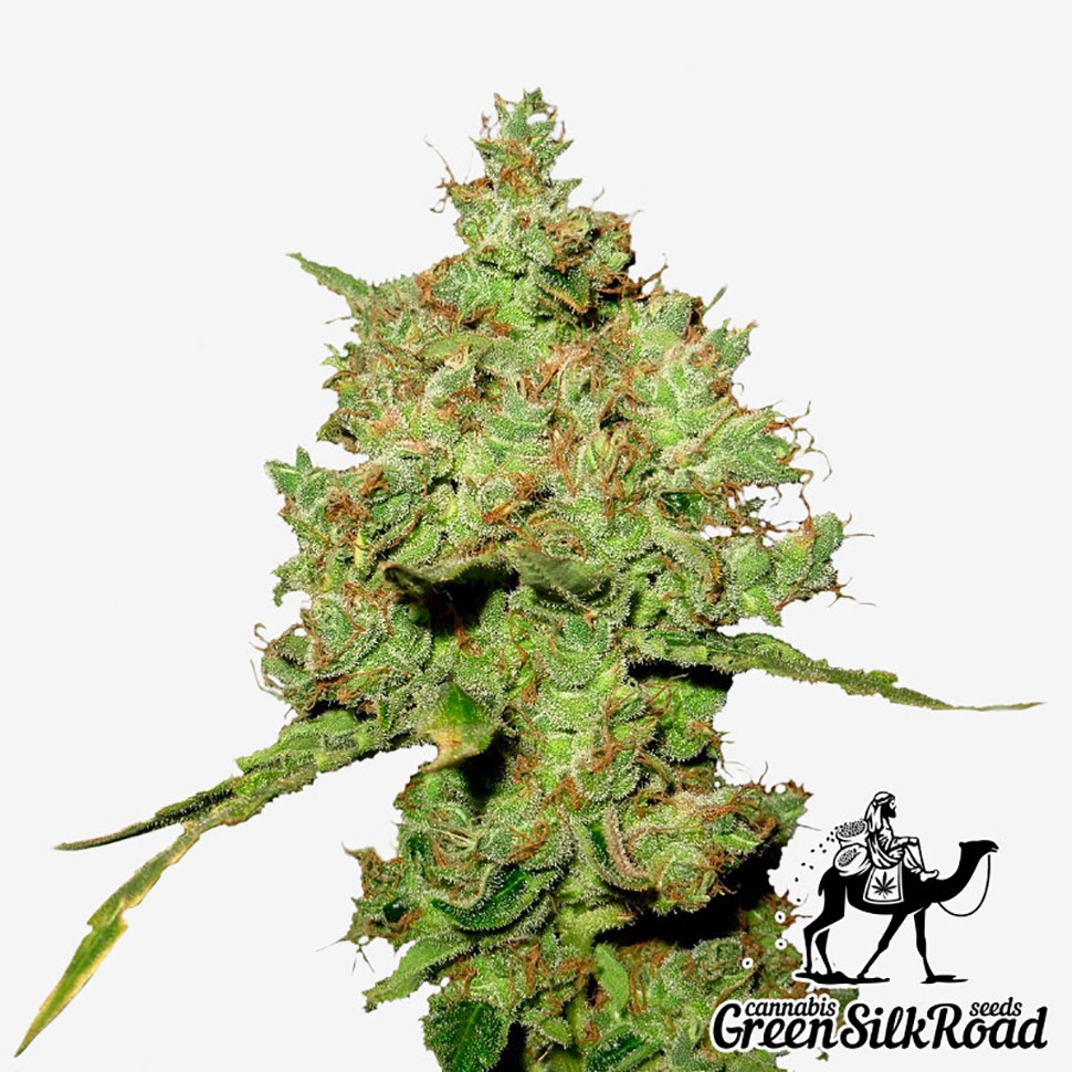 Семена марихуаны Amnesia feminised Green Silk Road Seeds