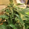 Sevilla Cheese feminised Ganja Seeds