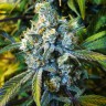 Семена  Sevilla Cheese feminised Ganja Seeds