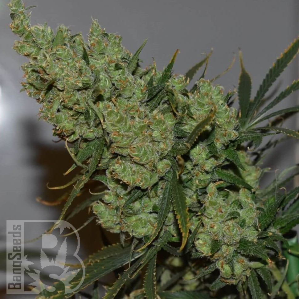 Семена  Sevilla Cheese feminised Ganja Seeds