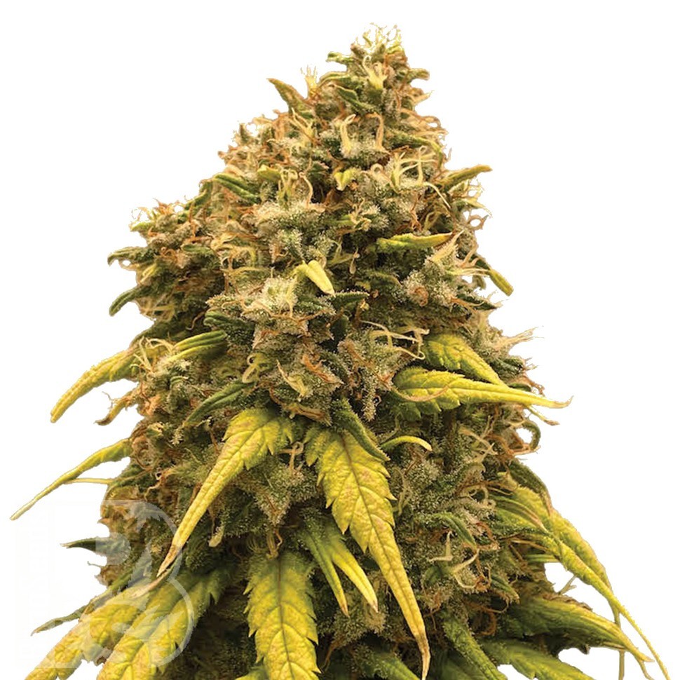 Семена  Sevilla Cheese feminised Ganja Seeds