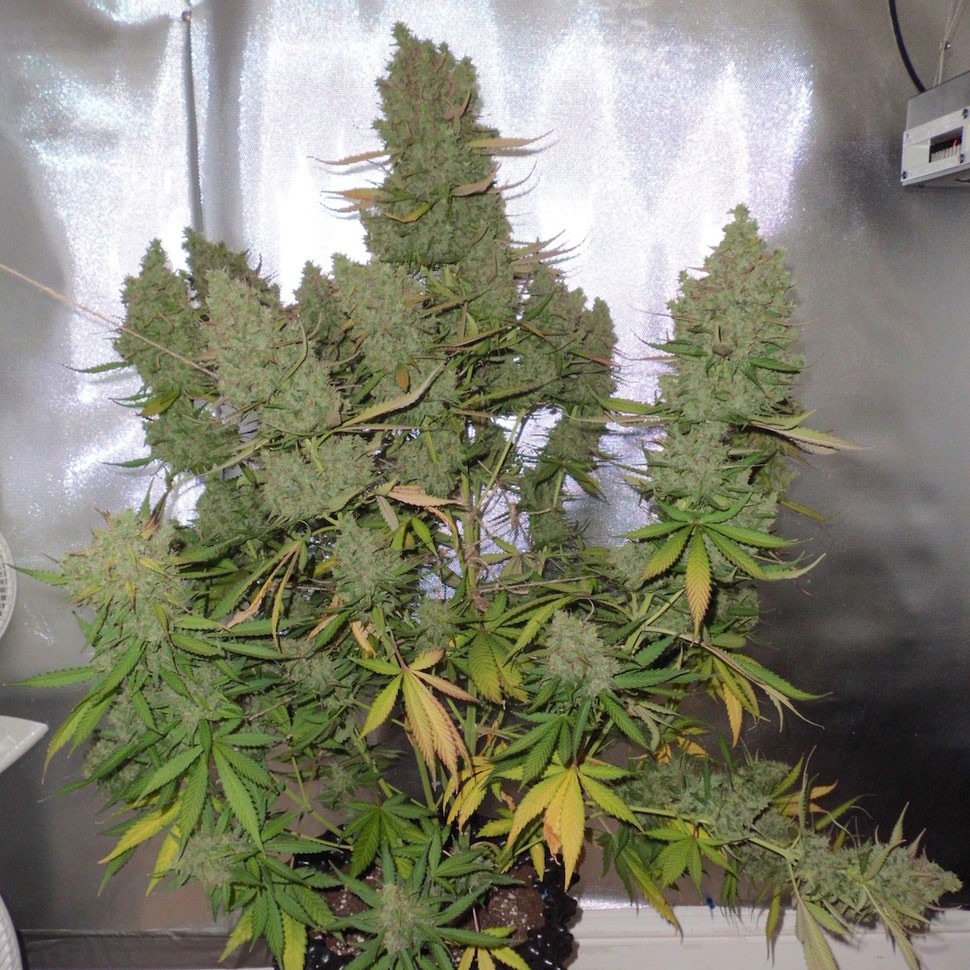 купить семена конопли  Auto Blueberry feminised