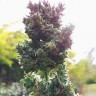 купить семена конопли курьером  Auto Blueberry feminised