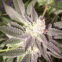 Auto Goverla regular Ganja Seeds