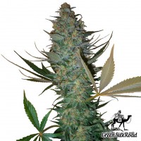 Auto AK feminised Green Silk Road Seeds