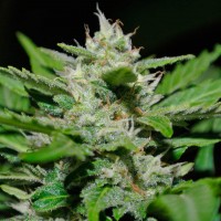 Auto Syrop feminised Ganja Seeds