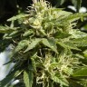 Семена конопли  Shaman feminised Ganja Seeds