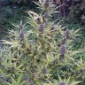 Семена конопли  Shaman feminised Ganja Seeds