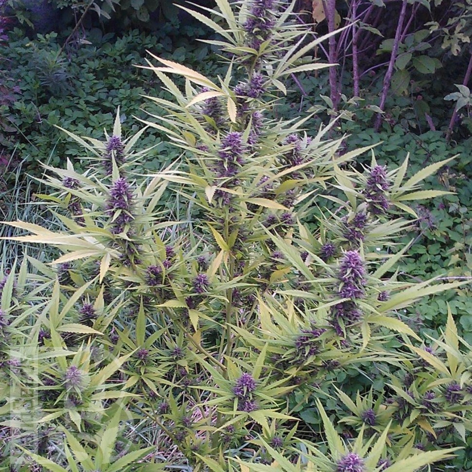 Семена конопли  Shaman feminised Ganja Seeds