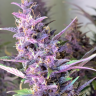Семена конопли  Shaman feminised Ganja Seeds