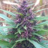 Семена конопли  Shaman feminised Ganja Seeds