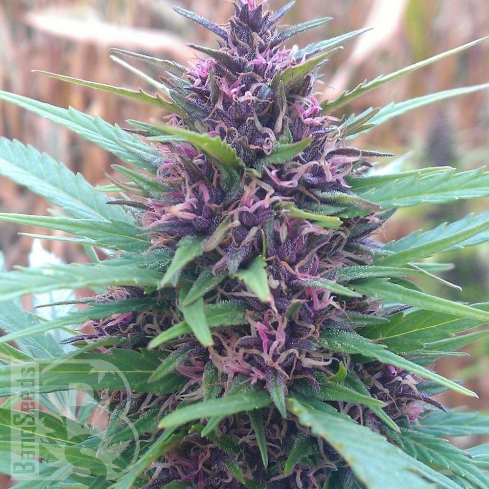 Семена конопли  Shaman feminised Ganja Seeds