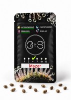 Auto Mazar feminised Ganja Seeds