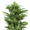 Семена  Hindu Kush x White Russian feminised Ganja Seeds