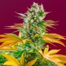 фотопериодные сорта конопли Gorilla Girl feminised Ganja Seeds