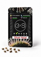 Silver Haze feminised Ganja Seeds