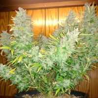 Auto Northern Lights feminised Ganja Seeds