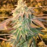 Семена  White Dwarf feminised Ganja Seeds