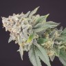 Семена  White Dwarf feminised Ganja Seeds