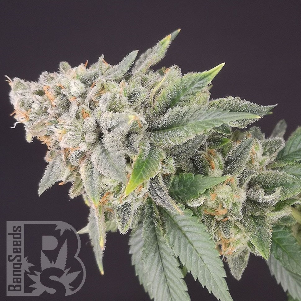 Семена  White Dwarf feminised Ganja Seeds