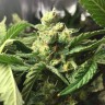Семена  Skunk Amsterdam feminised Ganja Seeds