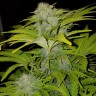 Auto Bubble Gum feminised Ganja Seeds