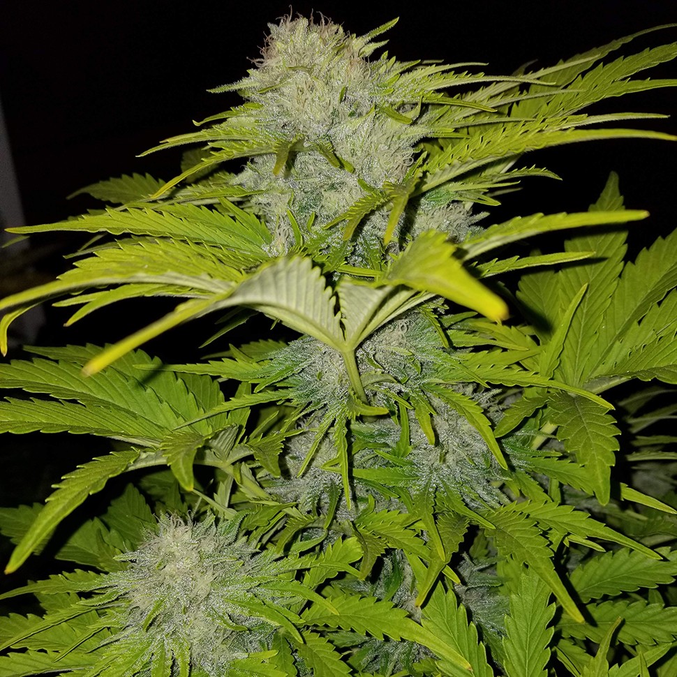 Семена каннабиса Auto Bubble Gum feminised Ganja Seeds