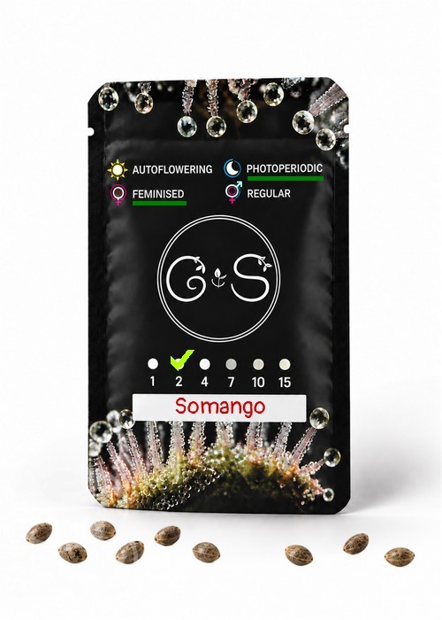 Семена марихуаны  Somango feminised Ganja Seeds