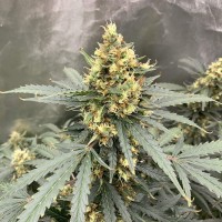 Auto Critical feminised Victory Seeds