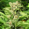Семена марихуаны  Skunk feminised Ganja Seeds