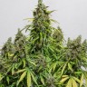 Семена марихуаны  Black Domina x White Russian feminised Ganja Seeds