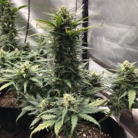 Auto Green Wild Shark feminised Victory Seeds