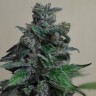 Кубанский убийца feminised Ganja Seeds