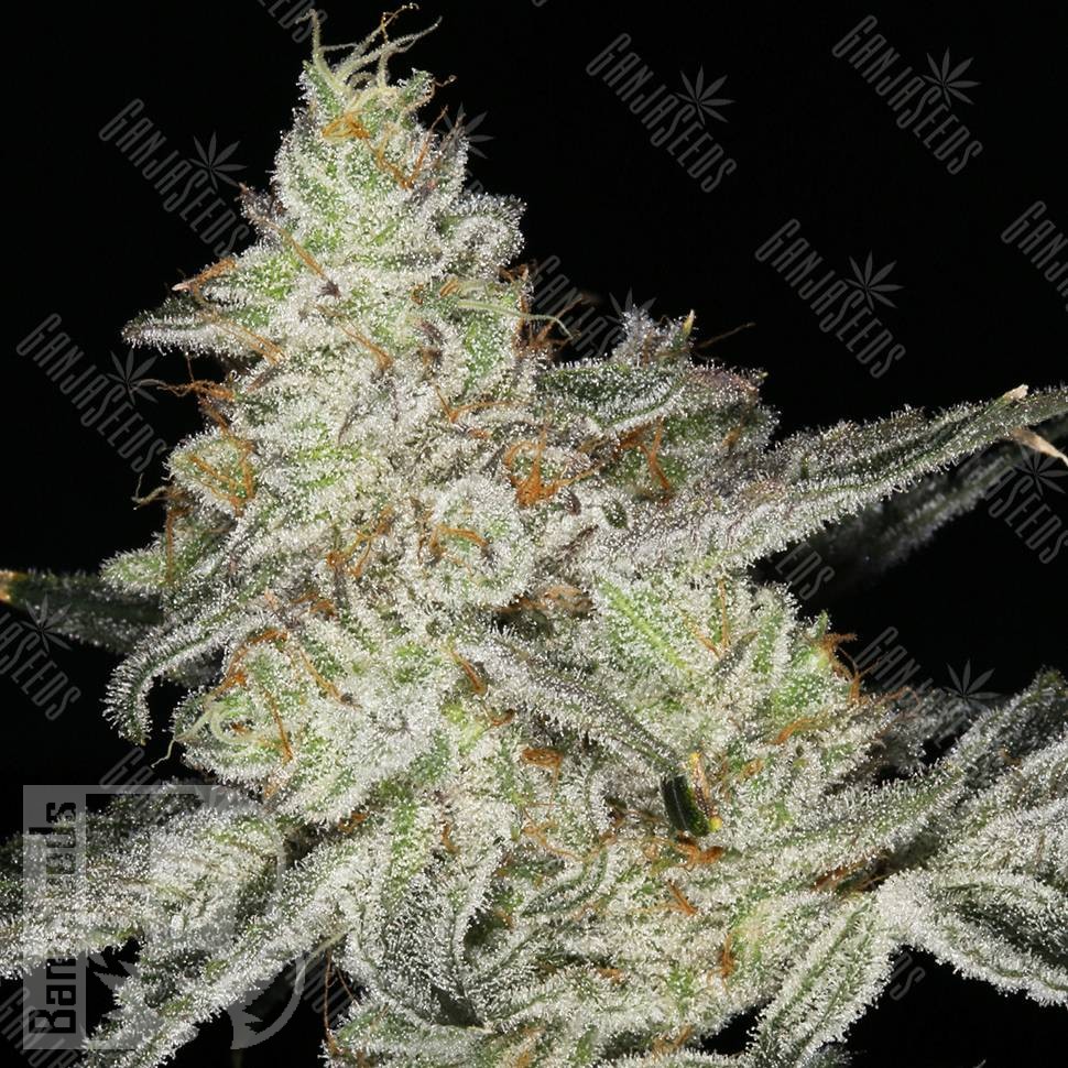 Семена марихуаны  Кубанский убийца feminised Ganja Seeds