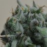 Семена марихуаны  Кубанский убийца feminised Ganja Seeds