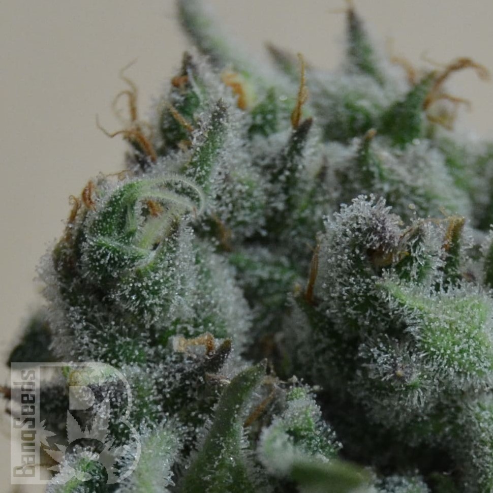 Семена марихуаны  Кубанский убийца feminised Ganja Seeds
